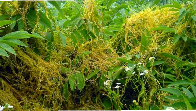 Tác dụng của thỏ ty tử