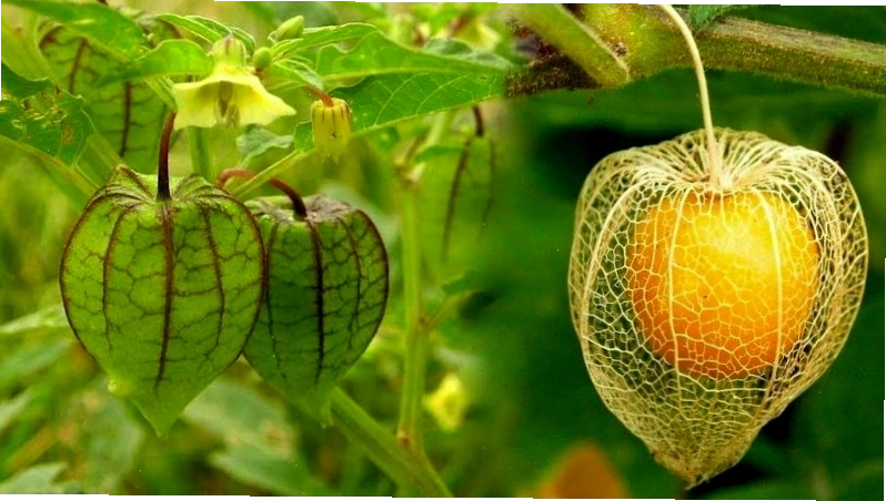 Tấm bóp là một loại cây thảo dược nhiệt đới phổ biến
