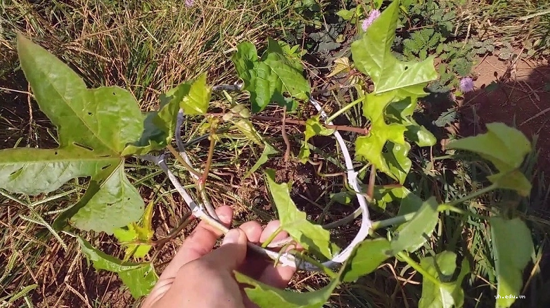 Tham vấn ý kiến bác sĩ trước khi dùng dược liệu