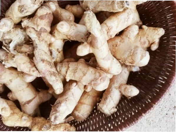 Thân rễ nghệ trắng tươi