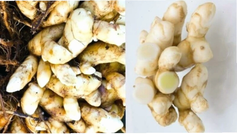 Thân rễ nghệ trắng