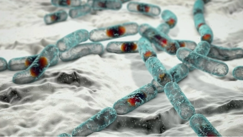 Thông tin chi tiết về vi khuẩn Bacillus cereus