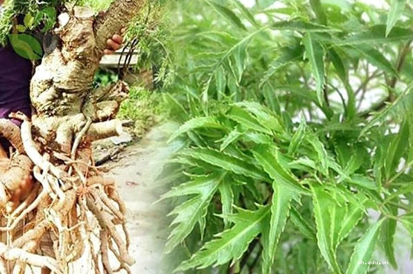 Thực phẩm lành mạnh hỗ trợ sức khỏe