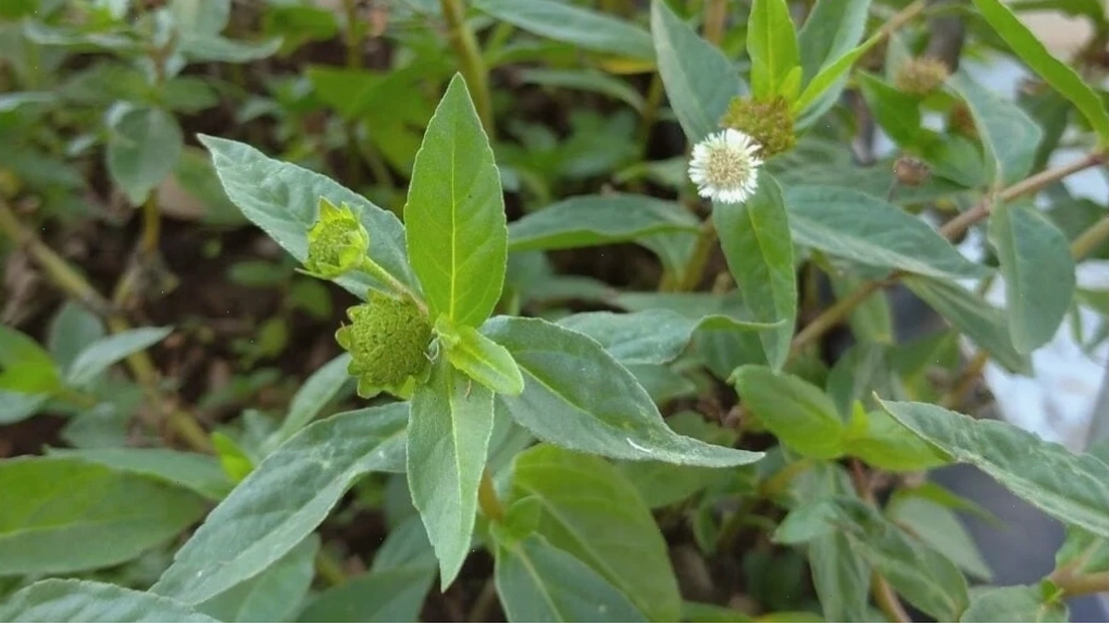 Thực phẩm lành mạnh