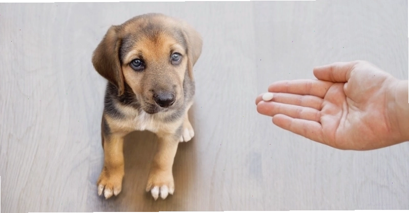 Thực phẩm sạch và ăn chín uống sôi là cách phòng bệnh hiệu quả
