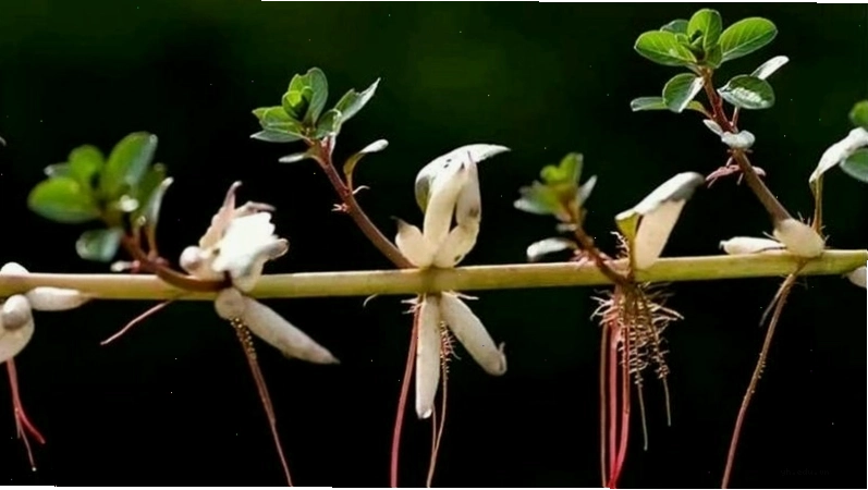 Thực vật thủy sinh
