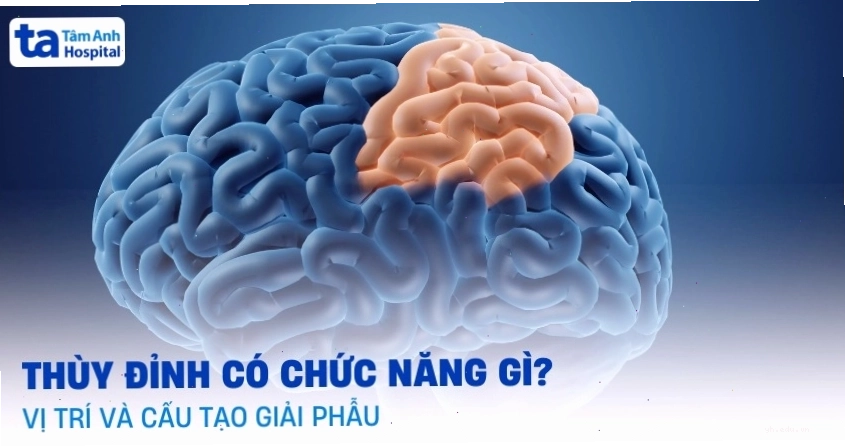 Thùy đỉnh não