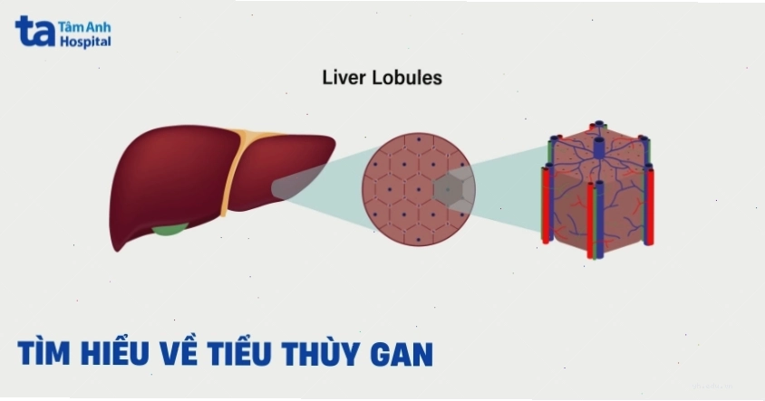 Tiểu thùy gan là đơn vị cấu tạo của gan