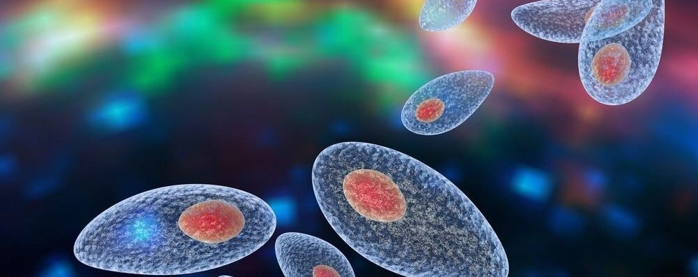 Tìm hiểu bệnh toxoplasma là bệnh gì và cách phòng ngừa nhiễm trùng