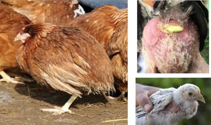Tìm hiểu chi tiết vacxin gumboro trị bệnh gì và cách phòng bệnh cho gà