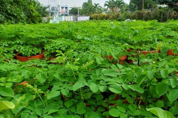 Tìm hiểu hạt chùm ngây trị bệnh gì và công dụng sức khỏe thực tế