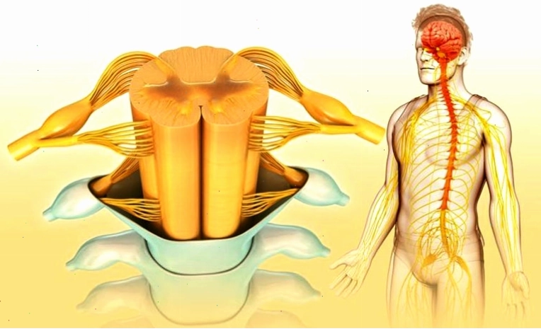 Tổn thương lớp vỏ myelin trong viêm tủy sống làm gián đoạn tín hiệu thần kinh