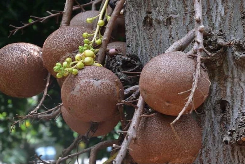 Trái sala không thể dùng làm thực phẩm an toàn