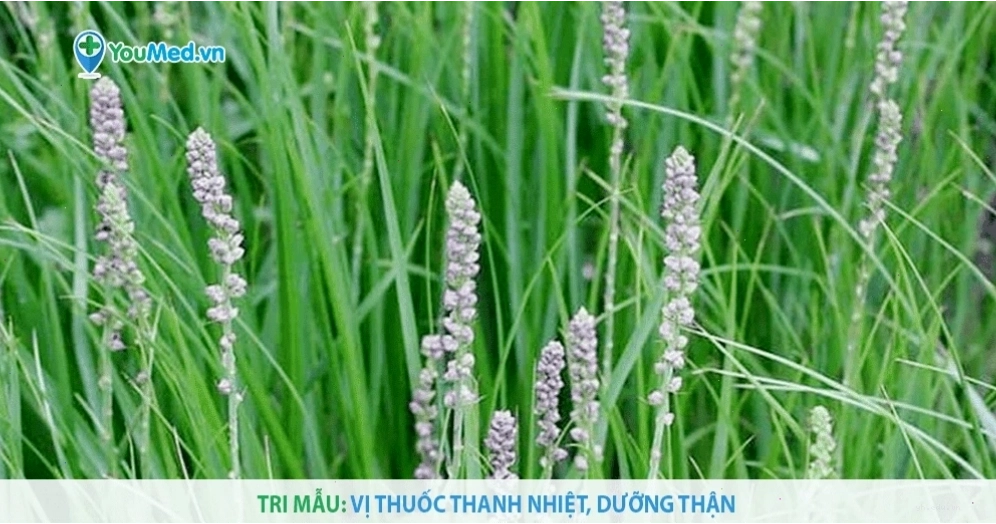 Tri mẫu vị thuốc hỗ trợ nhuận dưỡng thận