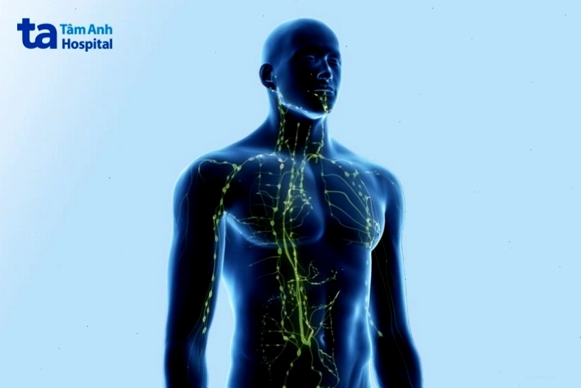 Trong cơ thể người trưởng thành có khoảng 600 hạch