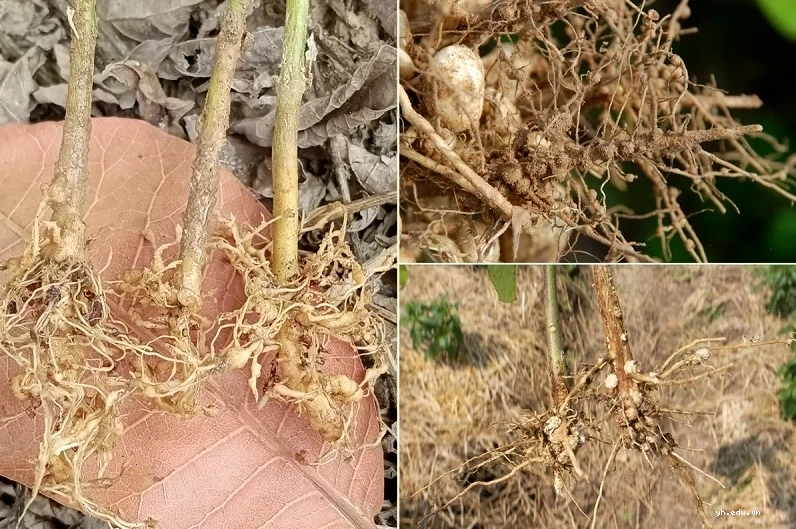 Tuyến trùng tấn công rễ cây