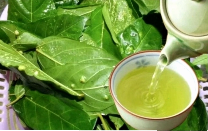 Uống lá sung khô hàng ngày có tốt không