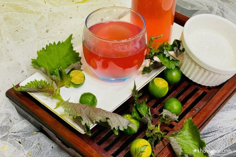Uống nước tía tô hàng ngày đúng cách