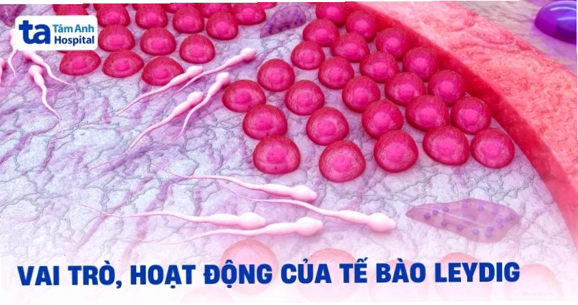 Vai trò tế bào Leydig