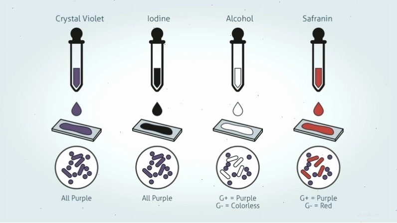 Vi khuẩn gram dương dưới kính hiển vi