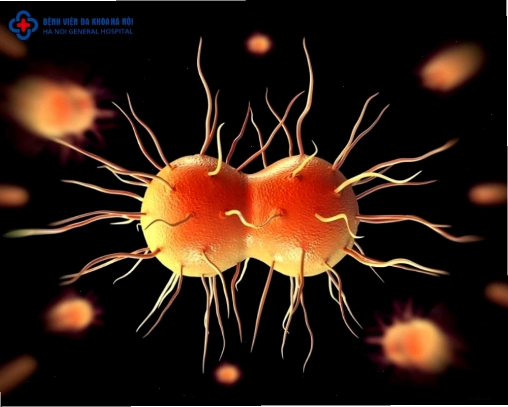 Vi khuẩn Neisseria gonorrhoeae