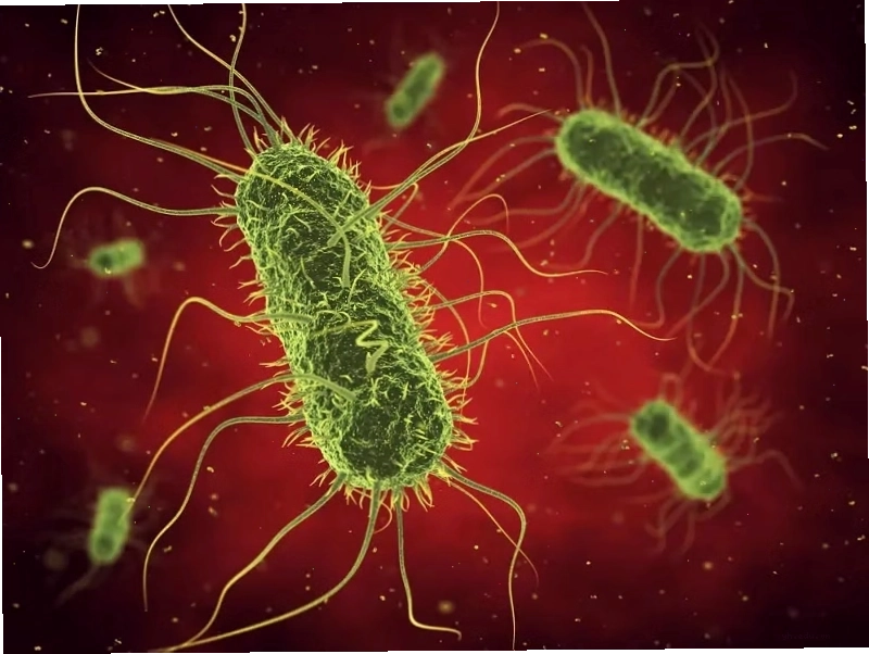 Vi khuẩn Salmonella Typhi có sức chống chịu cao và dễ dàng lây lan qua nguồn nước thực phẩm