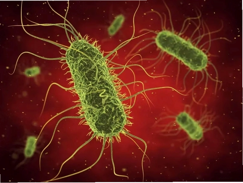 Vi khuẩn Salmonella Typhi trong môi trường