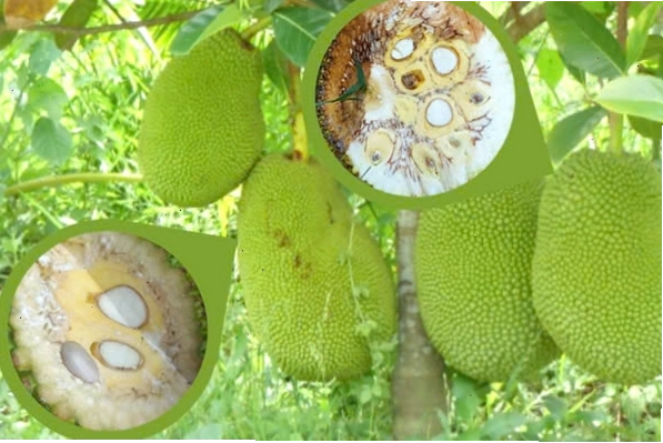 Vi khuẩn và nấm xâm nhập