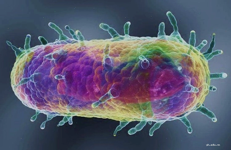Vi khuẩn Yersinia pestis dưới kính hiển vi điện tử có dạng hình que đặc trưng