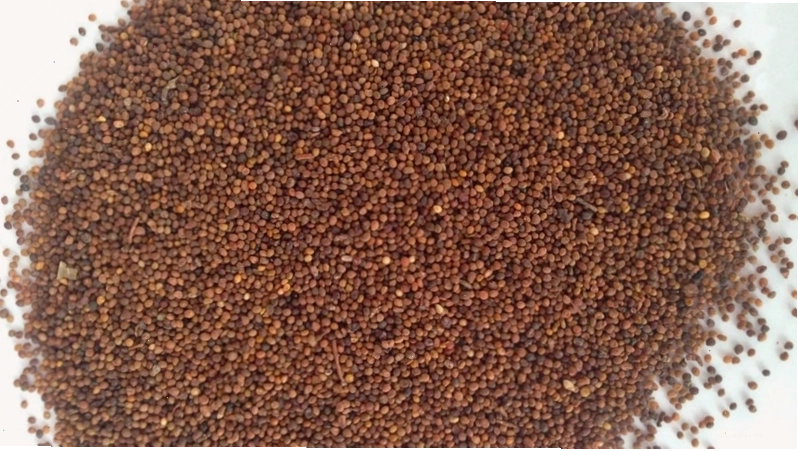 Vị thuốc Y học cổ truyền