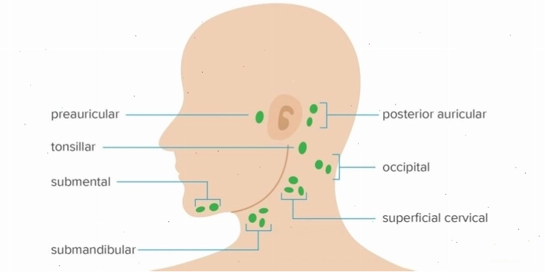 Vị trí nổi hạch trên cơ thể rất đa dạng