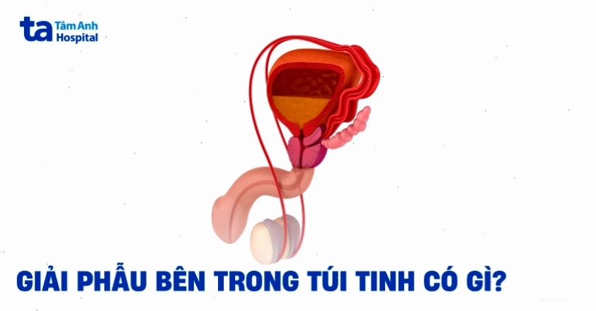 Vị trí và chức năng túi tinh