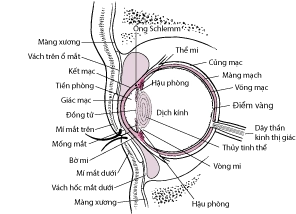 Viêm màng bồ đào là bệnh gì và những điều cần biết để bảo vệ thị lực