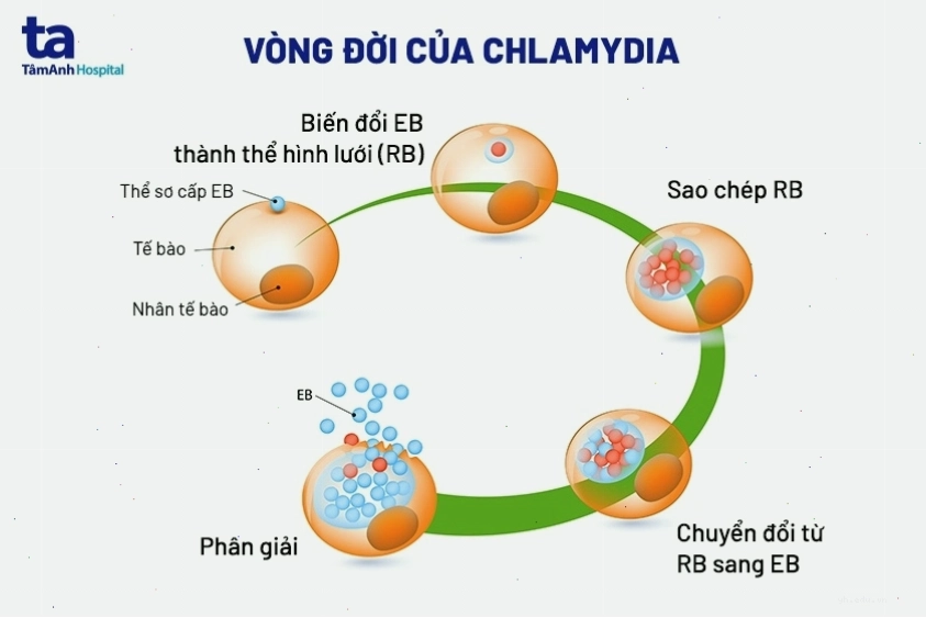 Vòng đời phát triển của Chlamydia Trachomatis
