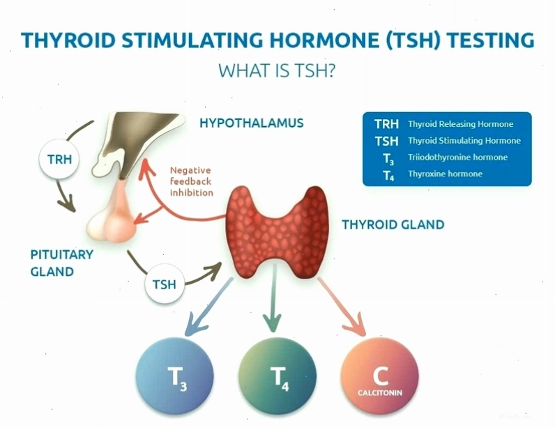 xét nghiệm tsh là gì
