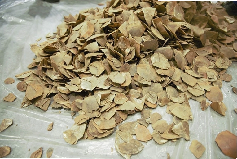 Xuyên sơn giáp