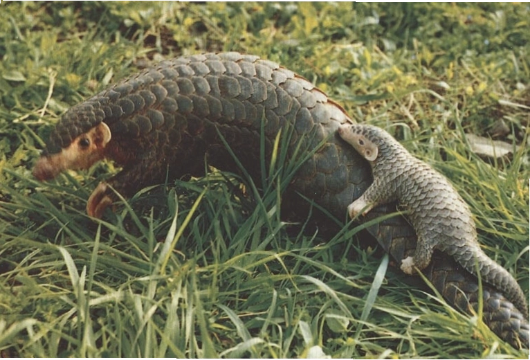 Xuyên sơn giáp